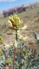 Astragalus oxyphysus