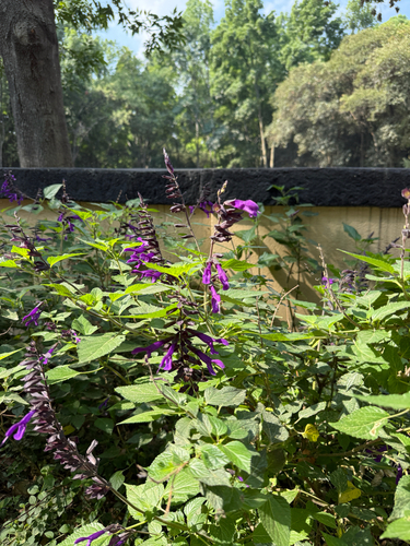 Salvia concolor