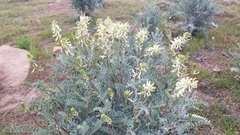 Astragalus oxyphysus