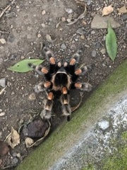 Brachypelma hamorii