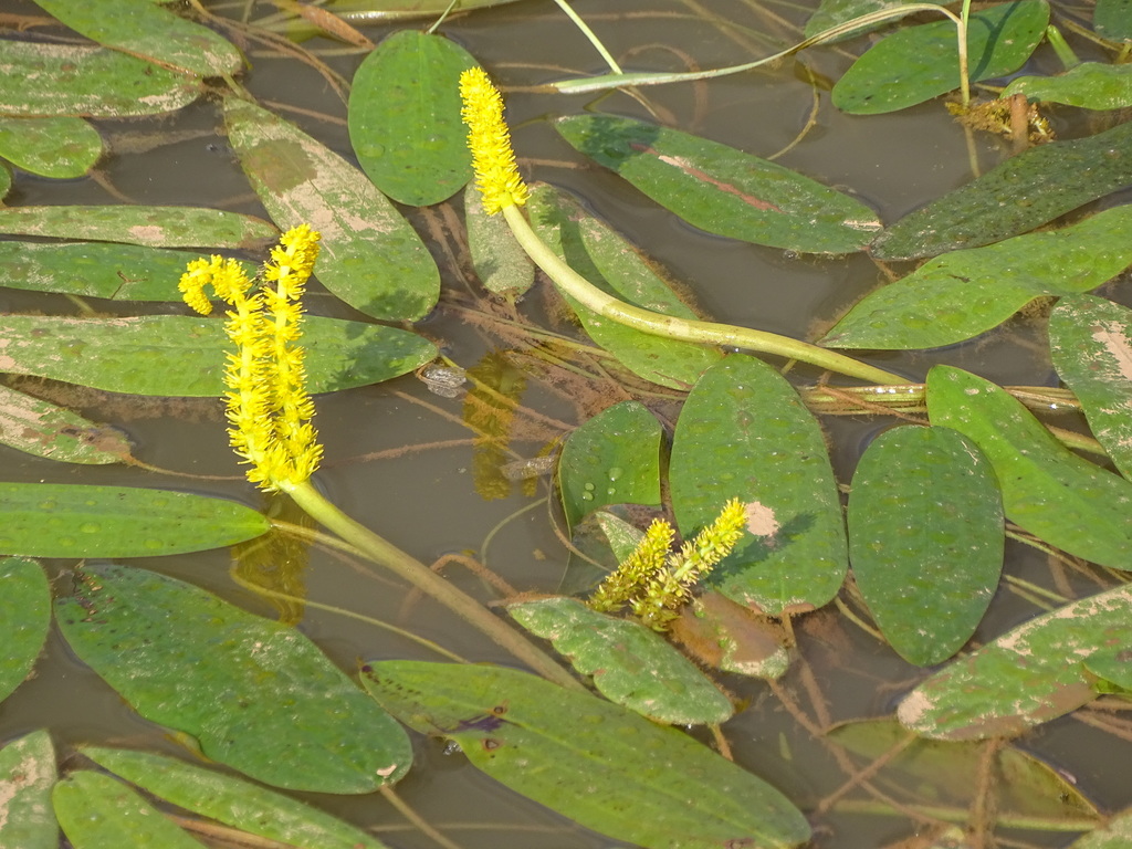 Desert Waterblommetjie