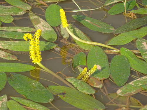 Aponogeton desertorum