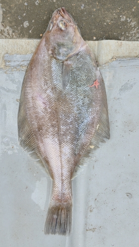 Sohachi flounder (Cleisthenes herzensteini) — Pleuronectidae