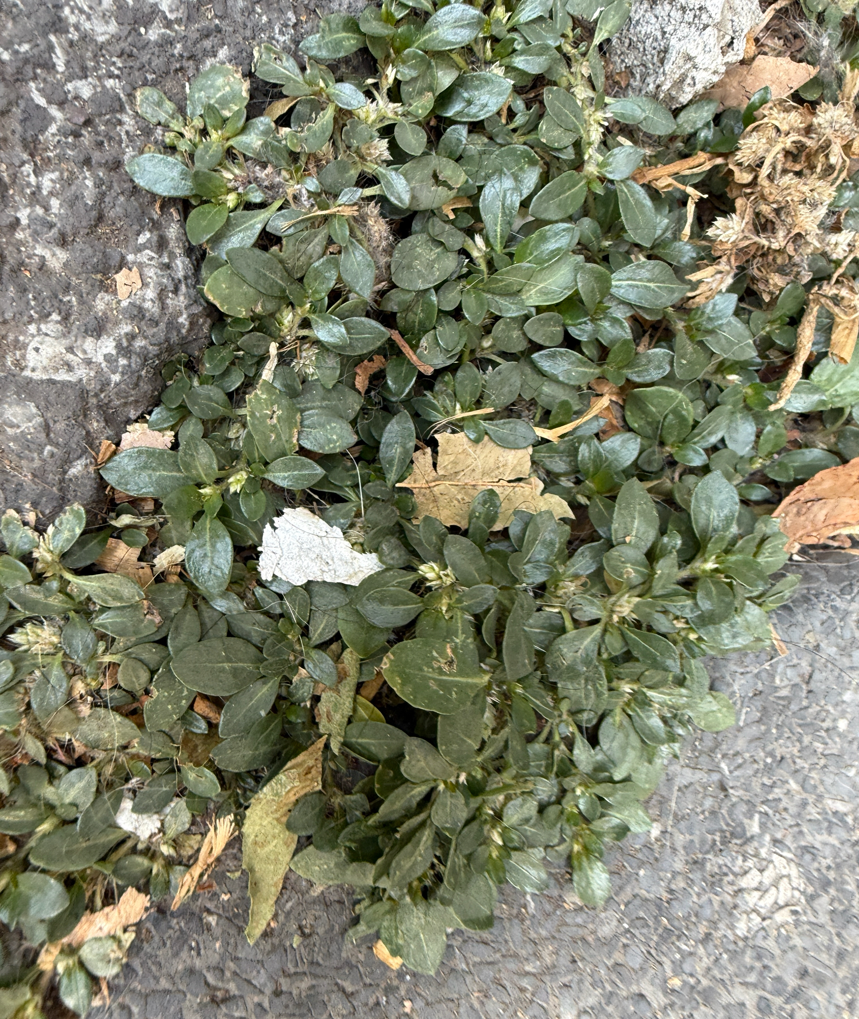 Washerwoman (Alternanthera caracasana)