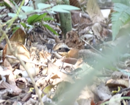 Eared Pitta (Hydrornis phayrei), photo 7