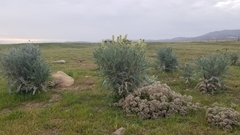 Astragalus oxyphysus