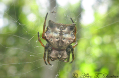 Aspidolasius branicki