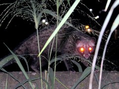 Paradoxurus musangus javanicus