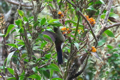 Chalcostigma herrani