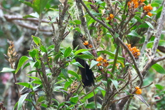 Chalcostigma herrani