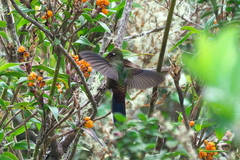 Chalcostigma herrani