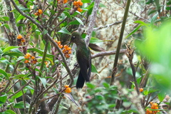 Chalcostigma herrani