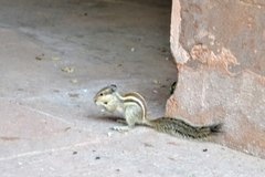 Funambulus pennantii