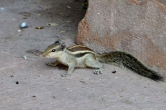 Funambulus pennantii