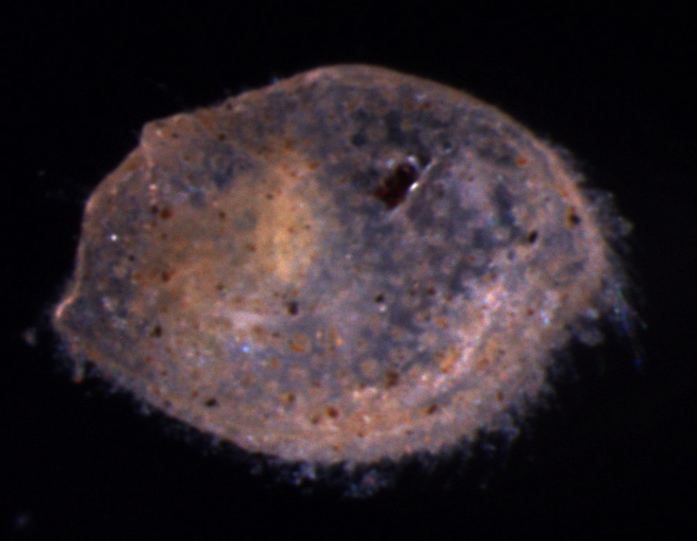 Sarsielloidea
