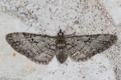 Eupithecia bolterii