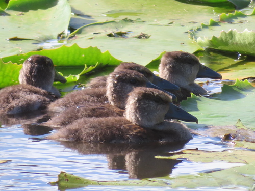 Dendrocygne veuf, jeune