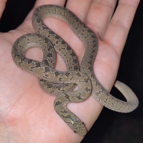 Dasypeltis congolensis