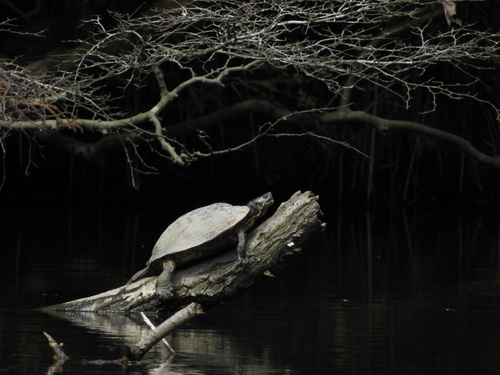 Trachemys scripta elegans