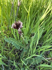 Astragalus palaestinus