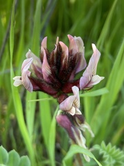 Astragalus palaestinus