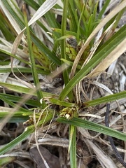 Carex reznicekii