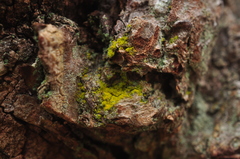 Chrysothrix granulosa