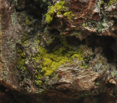 Chrysothrix granulosa