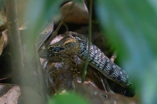 Beddome’s Keelback, Sahyadriophis beddomei