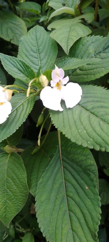 Impatiens burtonii