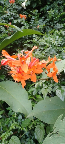 Cape Honeysuckle