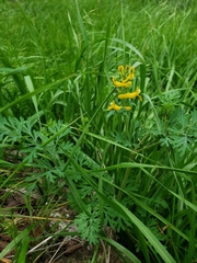 Corydalis curvisiliqua