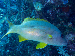 One-spotted Snapper