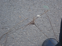 Daucus carota