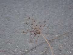 Daucus carota