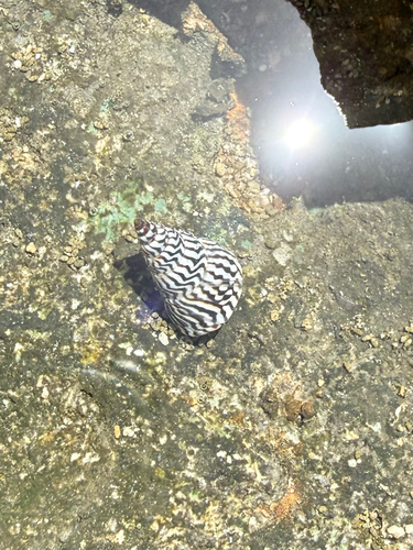 Echinolittorina angustior observed 2026-03-17