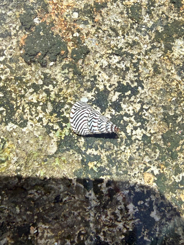 Echinolittorina angustior observed 2026-03-17