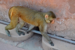 Macaca mulatta
