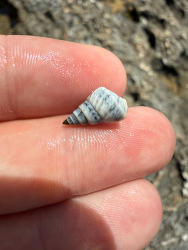 Echinolittorina angustior observed 2026-03-17