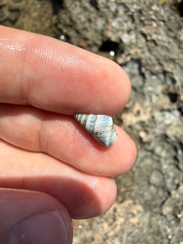 Echinolittorina angustior observed 2026-03-17