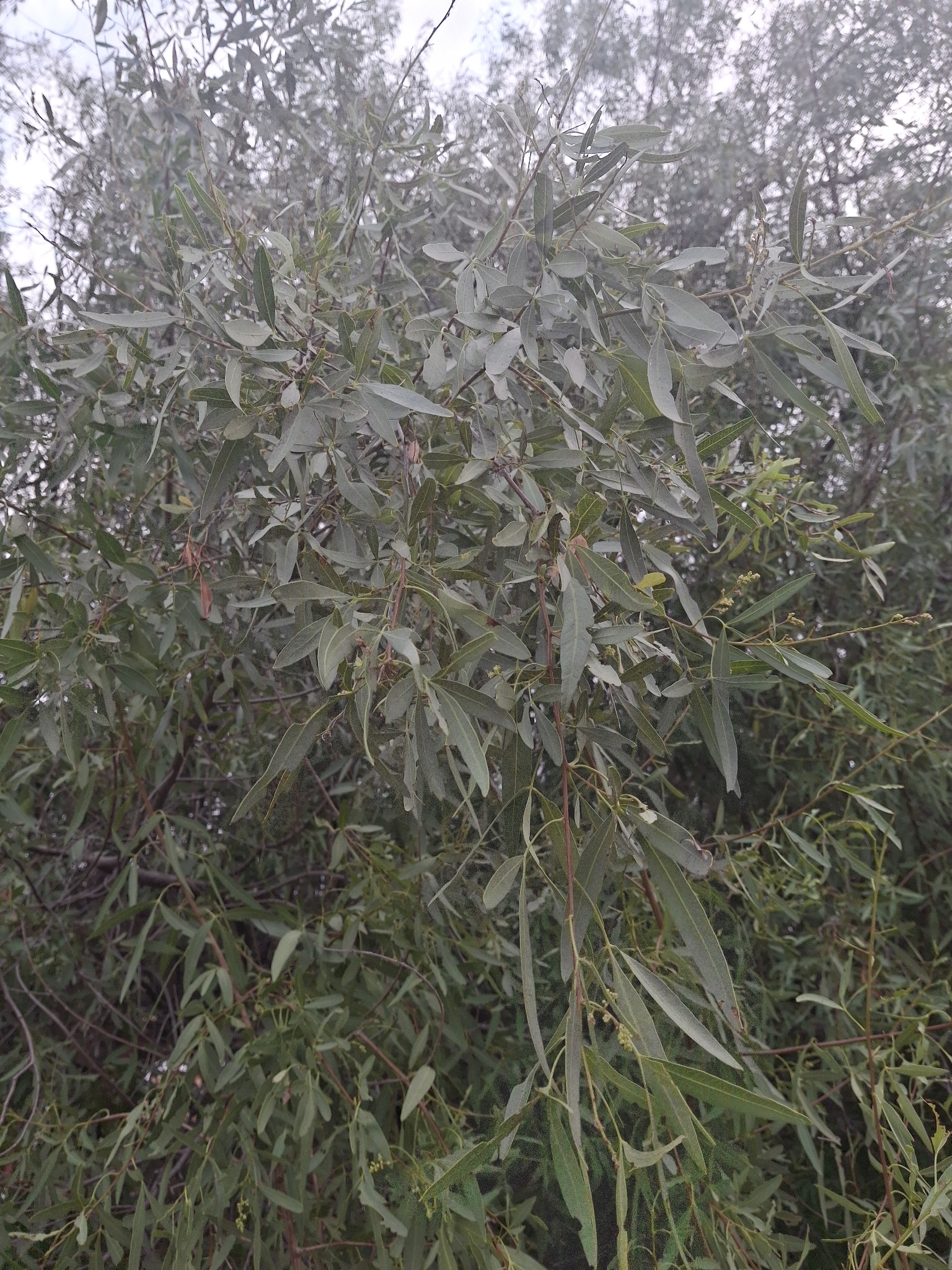 Imagem de sumagre-chorão