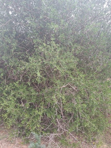 Thorn Currantrhus (Searsia longispina)