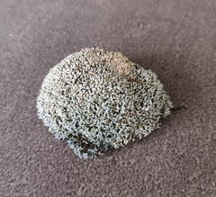 Sphaerophorus fragilis