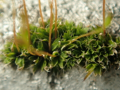 Tortula muralis