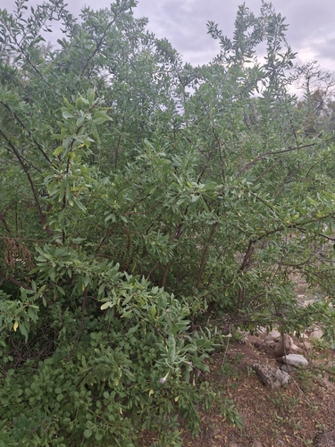 Cape honey-thorn (Lycium oxycarpum)