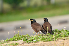 Acridotheres tristis