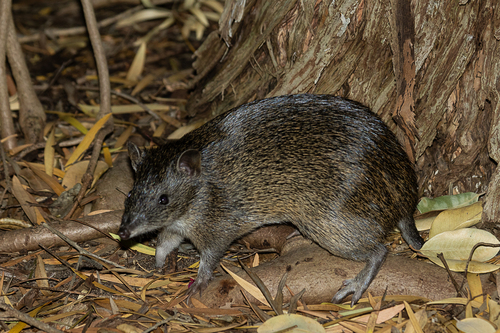 Quenda, photo 3 of 10