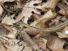 Thamnophis sirtalis