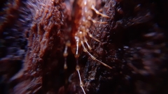 Lithobius variegatus