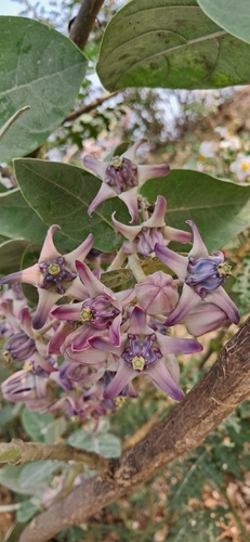 crown flower